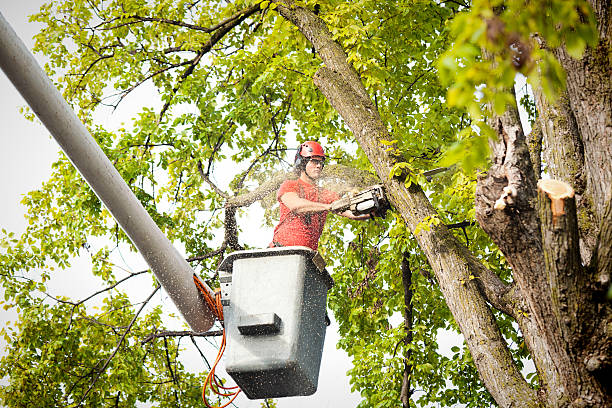 Professional Tree Care in Dubuque, IA