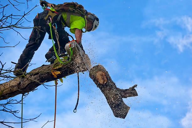 How Our Tree Care Process Works  in  Dubuque, IA